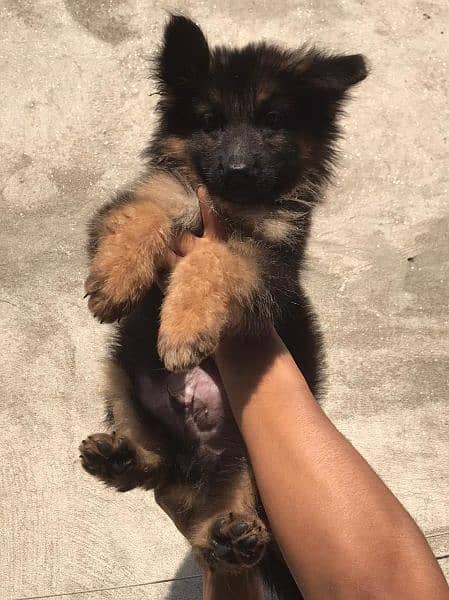 German shepherd puppy 1
