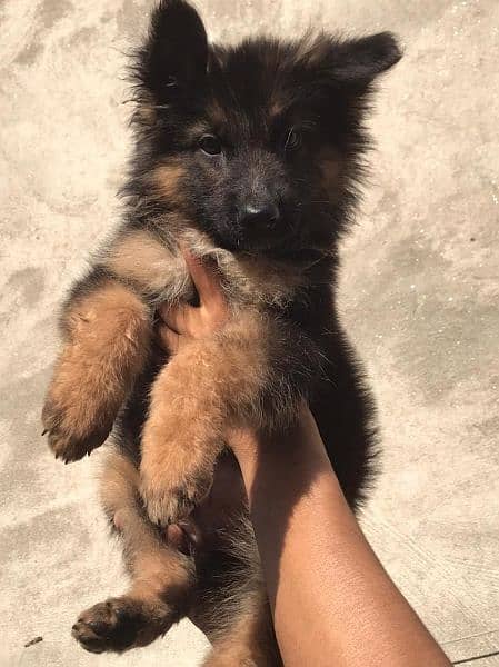 German shepherd puppy 2