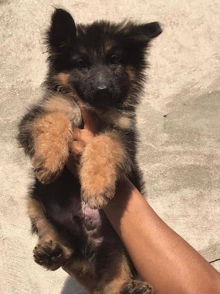 German shepherd puppy 3