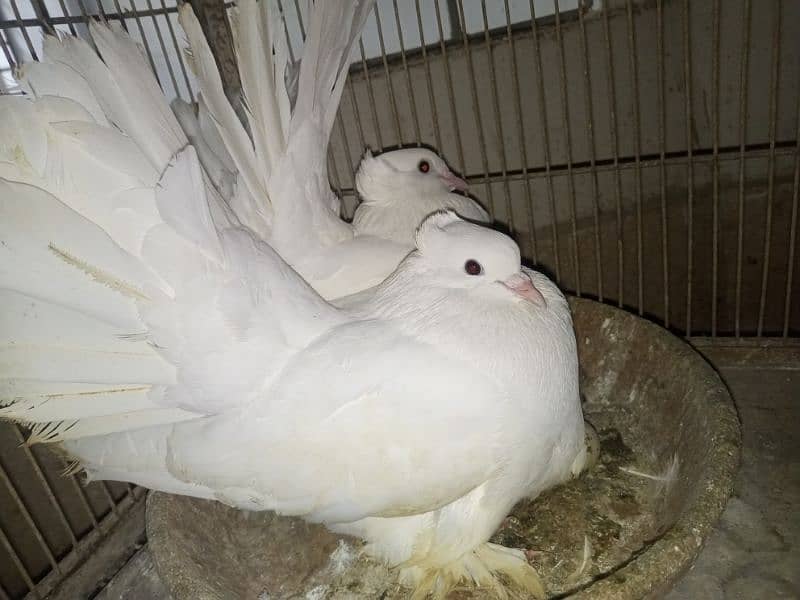 Laka Pigeon for sale 6