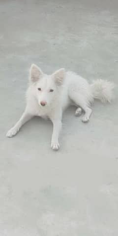 Russain female dog for sale