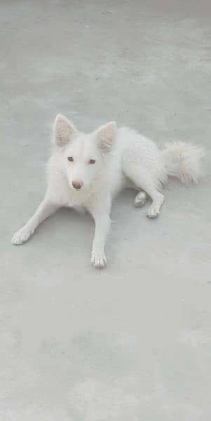 Russain female dog for sale 0