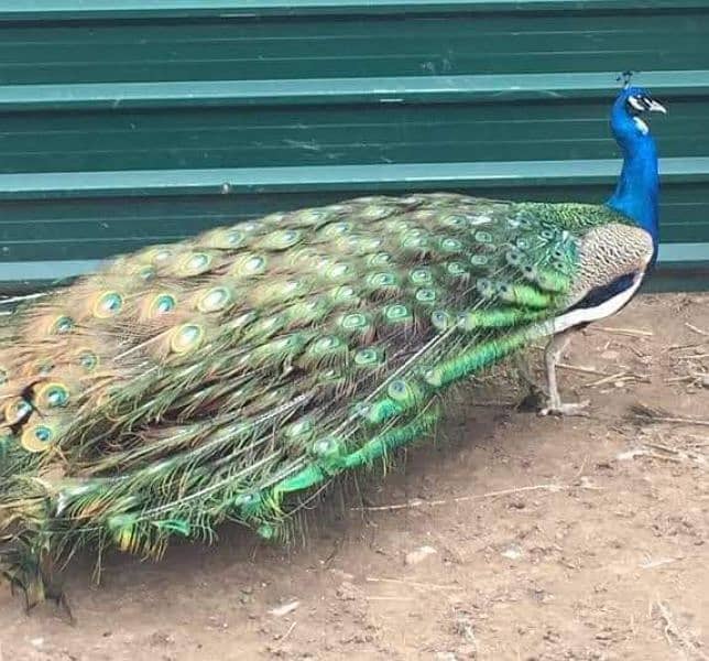 Peacocks Fresh Or Fertile EGGs Looking For New Home 3