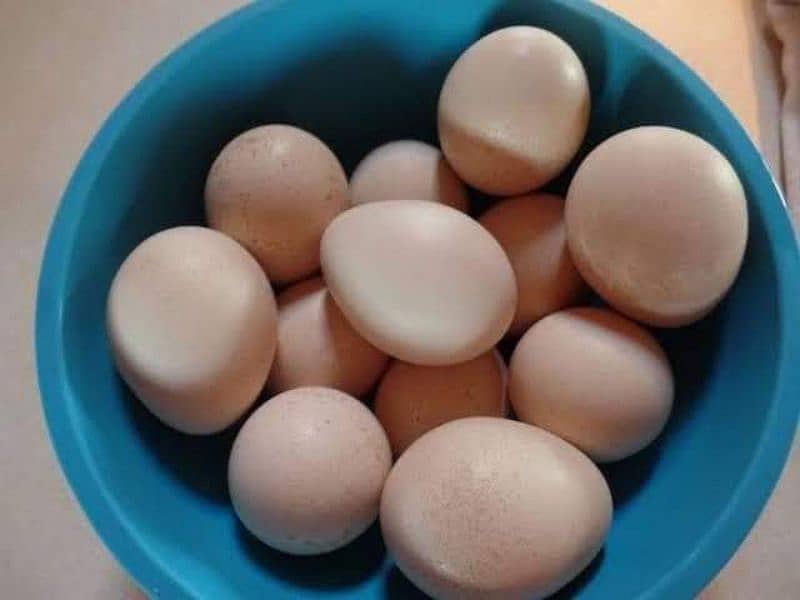 Peacocks Fresh Or Fertile EGGs Looking For New Home 4