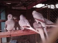 Dove pairs 0