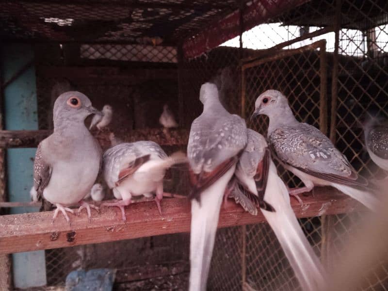 Dove pairs 1