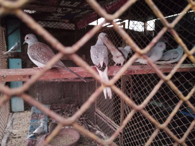 Dove pairs 4