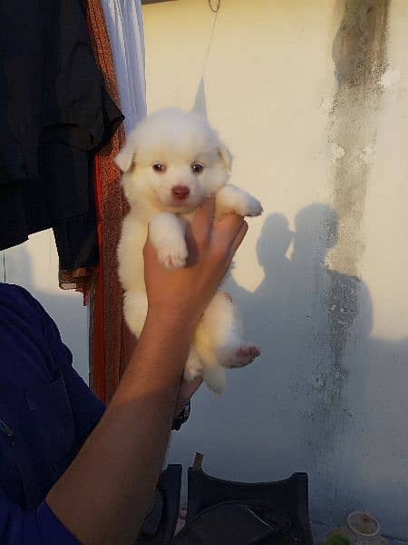 Dogs Pink nose russuan puppy. 9