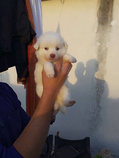 Russian dogs pink nose puppy. 9