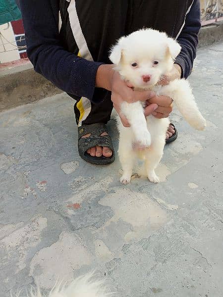 Russian dogs pink nose puppy. 10