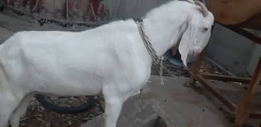 چوغہ Bakra80000