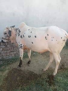 Gulzar Kazmi