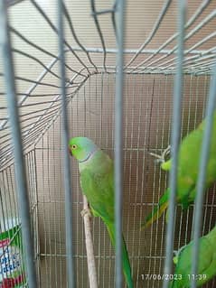 ringneck breeder male parrot Pakistani