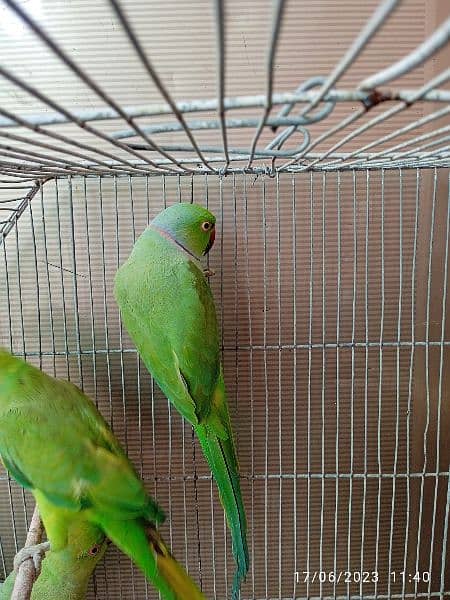 ringneck breeder male parrot Pakistani 1