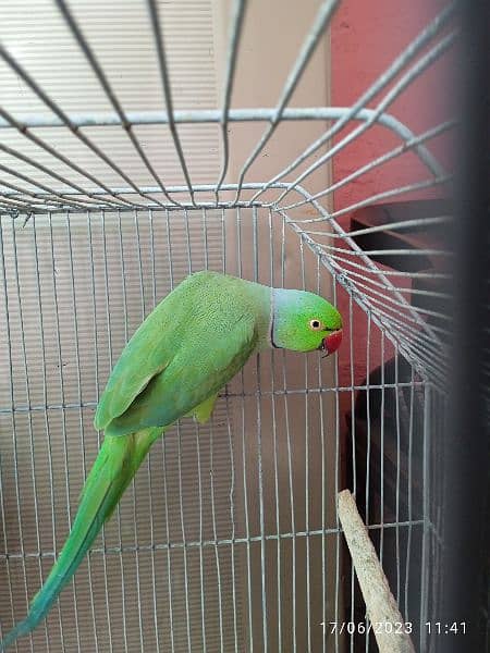 ringneck breeder male parrot Pakistani 2