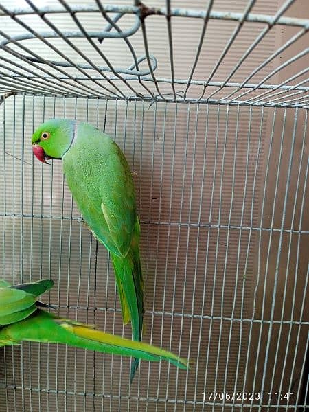 ringneck breeder male parrot Pakistani 3