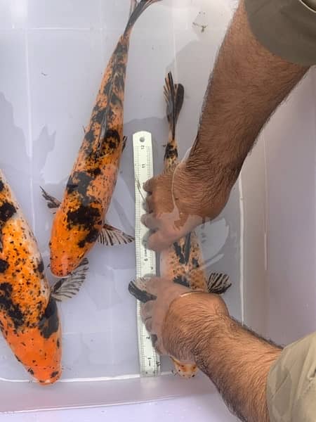 KOI Fish. Breeder size 12 inch to 30 inch in size 1