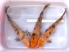 KOI Fish. Breeder size 12 inch to 30 inch in size