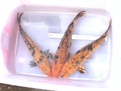 KOI Fish. Breeder size 12 inch to 30 inch in size