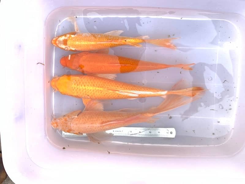 KOI Fish. Breeder size 12 inch to 30 inch in size 2