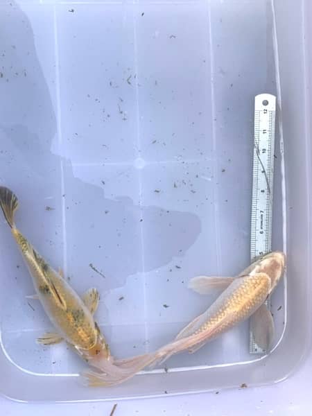 KOI Fish. Breeder size 12 inch to 30 inch in size 8