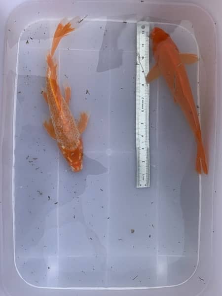 KOI Fish. Breeder size 12 inch to 30 inch in size 4