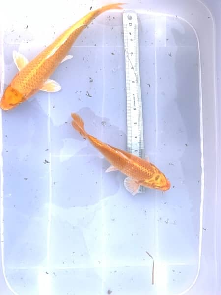 KOI Fish. Breeder size 12 inch to 30 inch in size 9