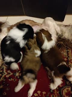 Shih