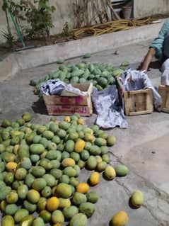 Home Mangoes Fresh Organic