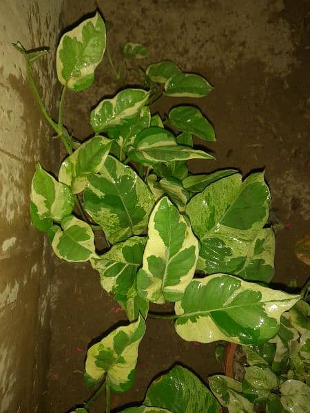Njoy Photos money plant in 5" pot home delivery is available 3