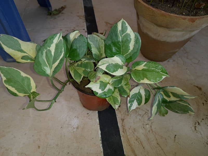 Njoy Photos money plant in 5" pot home delivery is available 4