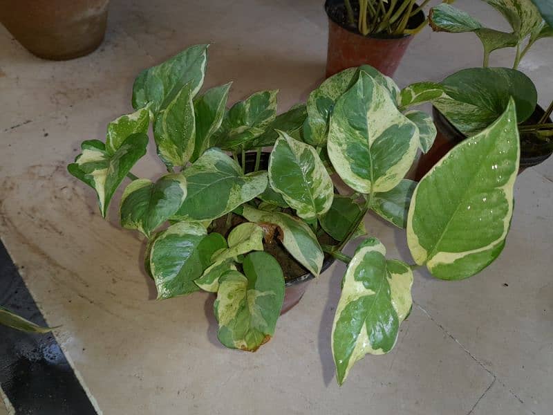 Njoy Photos money plant in 5" pot home delivery is available 1