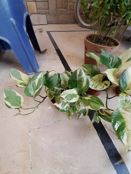 Njoy Photos money plant in 5" pot home delivery is available 6