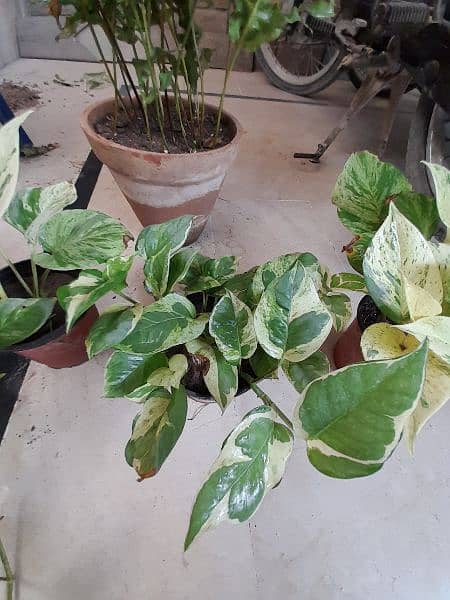 Njoy Photos money plant in 5" pot home delivery is available 5