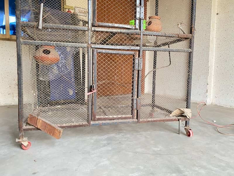 bird cage for sale Parrots 1073002399