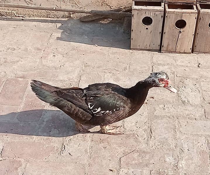 muscovy ducks and desi ducks for sale - Ducks - 1073046667