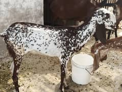 Goat for Eid Kurbani (Female) 23 Kg