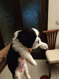 Shih