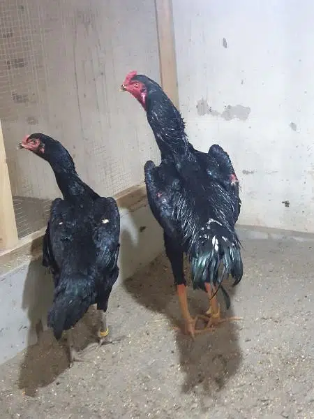 King size o shamo/high quality/white shamo chicks/aseel shamo chick — photo 7