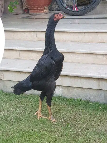 King size o shamo/high quality/white shamo chicks/aseel shamo chick — photo 3