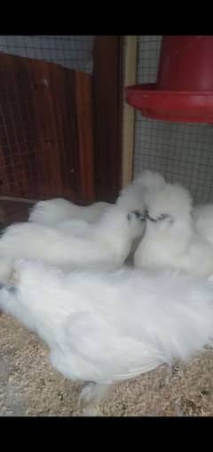 Silky Breeders and Chicks