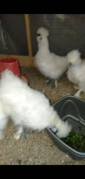 Silky Breeders and Chicks 3