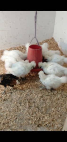 Silky Breeders and Chicks 6
