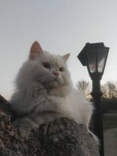 stud male persian cat
