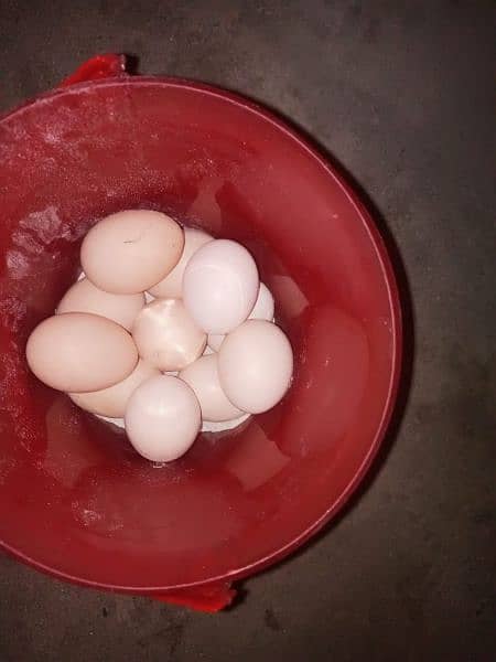 white heera eggs 1