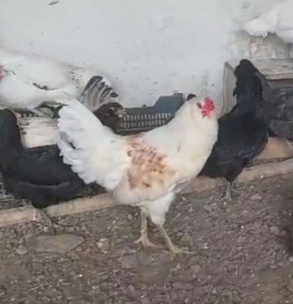 ameraucana  hen and chicks avalible 1