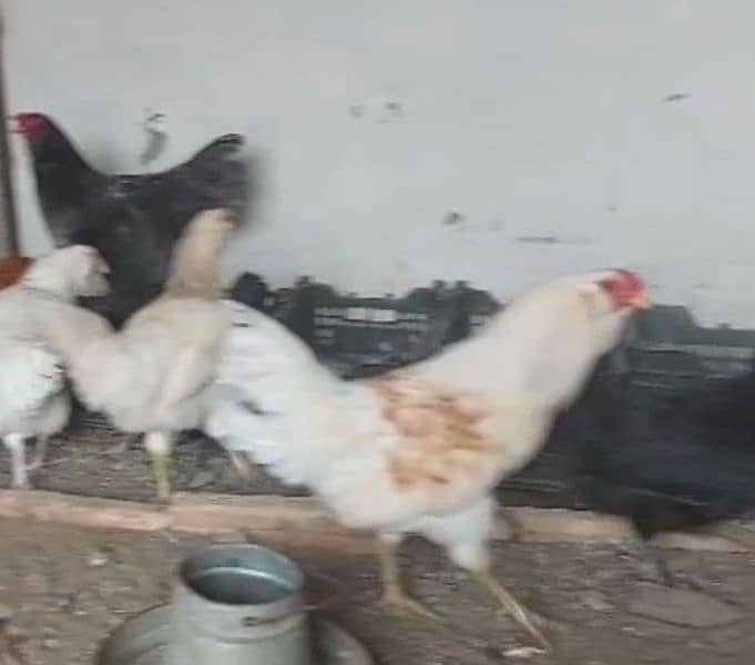 ameraucana  hen and chicks avalible 4