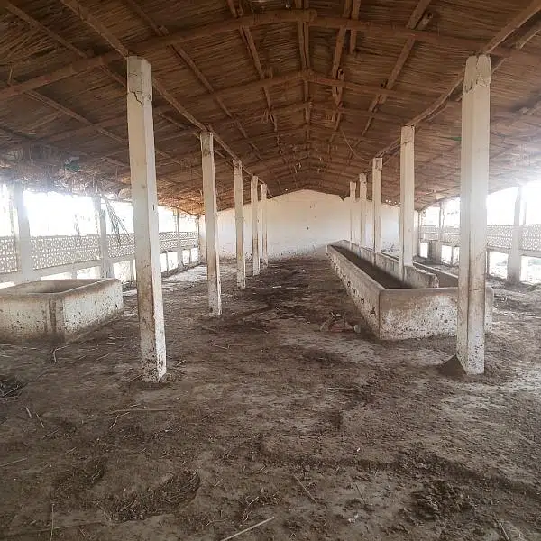 poultry,dairy/cattle and goats farming