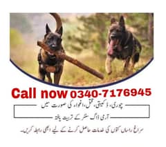 Army dog center 03407176945