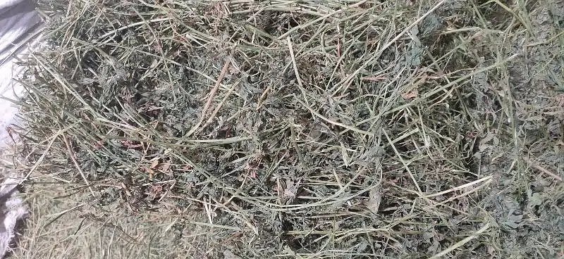 Khushak loosan / Animal feed / Rabbits feed / Loosan / Alfalfa — photo 4